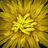 Dandelion Closeup_DSCF01453